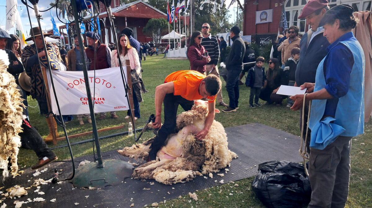 Esquila en vivo y acondicionamiento de vellones en la Rural promueve la calidad de la lana uruguaya