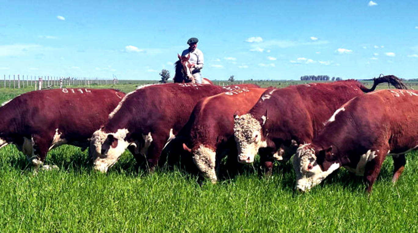 Polled Hereford de cabaña El Trébol se remata mañana en la Liga de Guichón