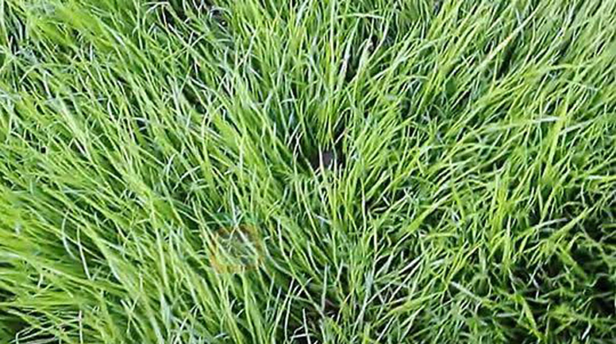 Consejos de manejo del gorgojo del tallo antes de cosecha del raigrás